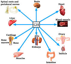 These foods include beans, legumes, nuts, and whole grains. Hgh Or Human Growth Hormone Function Uses Dosage Side Effects
