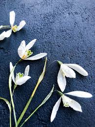Dried Flowers For Crafts Dry Flower Art Set Of 5 Pcs Real Etsy Dried Flowers Flower Art Dry Branch