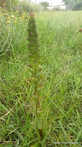 Image result for Satyrium schimperi
