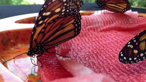 Check spelling or type a new query. Feeding On Gatorade 5 Youtube