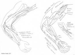 Arm Muscles Coloring Page Clip Art Library