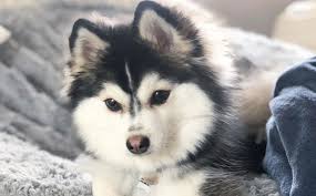 Black And White Pomsky Full Grown Pomsky 12 Surprising Facts About Pomeranian Husky Mix Pomeranian Husky Pomsky Puppies Dogs