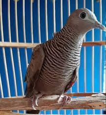 Dalam babad galuh mataram diceritakan bahwa jaka mangu merupakan mengetahui hal itu, sang prabu langsung memerintahkan para bawahannya untuk membawa sepasang burung perkutut tersebut kembali ke keraton. Mengenal Jenis Burung Perkutut Beserta Suara Kicauan Merdunya