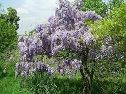 Rosa cespuglio con fiori a grappolo striati viola e lilla! Glicine Domande E Risposte Fiori Caratteristiche Del Glicine