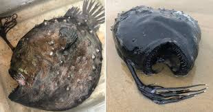 Running around in the credits. Rare Football Fish Washes Ashore In Newport Beach California 9gag