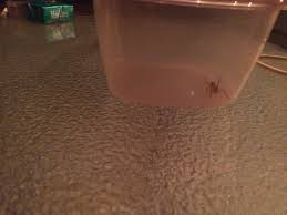 While the name camel spider doesn't sound too bad, this spider's real name is the egyptian giant solpugid. Camel Spider In Fort Collins Fortcollins