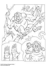 Your child will love coloring his favorite zoo animals. Coloring Page Orangutan Free Printable Coloring Pages Img 3072