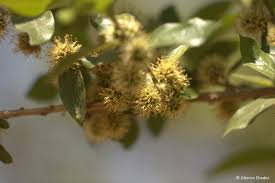 Image result for Combretum erythrophyllum