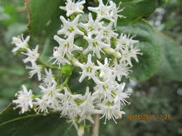 Image result for Ehretia obtusifolia