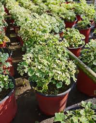 Image result for Polyscias fruticosa