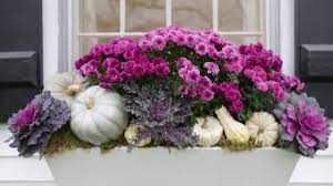 Flower box flowers for fall. Top Fall Decorating Ideas For Your Window Boxes Youtube