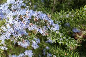 Image result for Rosmarinus officinalis