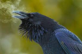Madness And Gods Ravens Breath By Doug Dance Karga Hayvan Fotografciligi Karatavuk