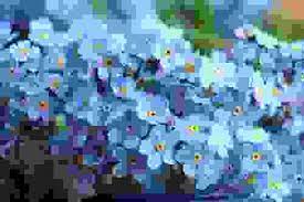 Siete alla ricerca dei fiori giusti da regalare in occasione di un compleanno? Fiori Per Compleanno Ad Ognuno Il Suo Fiore Di Buon Compleanno
