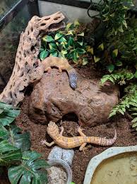 Pin By Alisa On Aquaristik Teraristik Gecko Terrarium Leopard Gecko Terrarium Leopard Gecko Cute
