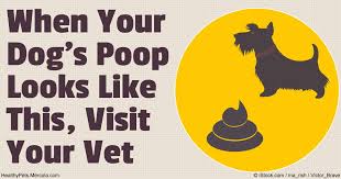 assessing your dogs poop for signs of health problem