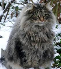Nous sommes très heureux de vous annoncer l union d' opale de majestic bastet, blue blotched tabby et blanc o clock des coon's du saloon, noir et bl (. Maine Coon 16 Gros Chats Majestueux Qui Vont Faire Complexer Vos Chats