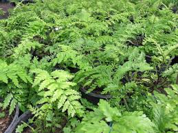 Image result for Asplenium
