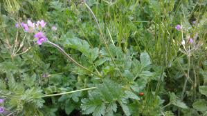 Check spelling or type a new query. Can Anyone Tell Me What Type Of Weed This Is Small Purple Flowers With Stinging Nettles Southern California Thanks Imgur