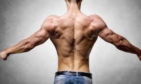 The abdominal muscles also play a major role in the posture and stability to the body and compress the organs of the abdominal cavity durin. Home Back Workout To Increase Back Strength And Width A Lean Life