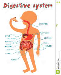 Vector Illustration Of Human Digestive System For Kids Digestive System For Kids Human Digestive System Digestive System