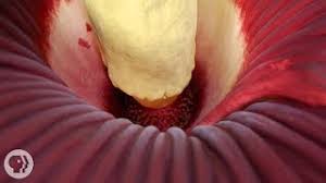 Always take time to stop and smell the cactus flowers. This Giant Plant Looks Like Raw Meat And Smells Like Dead Rat Deep Look Youtube