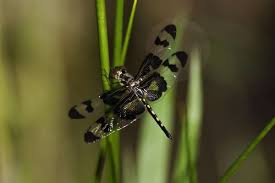 Jun 23, 2021 · mosquito season: Dragonflies Are Ruthless Killers When They Hunt Mosquitoes Thank Goodness