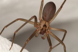Brown recluse spiders are common in north america. 4 Tips To Keep Brown Recluse Spiders Out Of Your Home