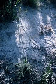 Image result for Sartidia angolensis