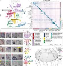 We did not find results for: Whole Animal Multiplexed Single Cell Rna Seq Reveals Plasticity Of Clytia Medusa Cell Types Biorxiv