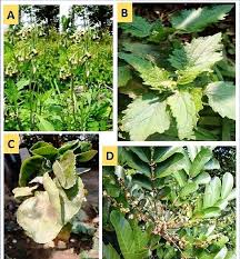 Image result for Carapa grandiflora