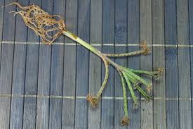 Image result for Secamone delagoensis