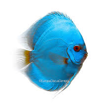 Due to their distinctive shape, behavior, and bright colors and patterns, discus are popular as freshwater aquarium fish, and their aquaculture in several countries in asia is a major industry. Blue Diamond Diskus Europa Discus Center