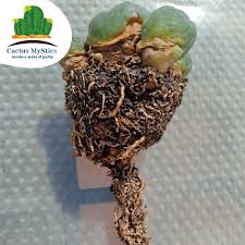 Image result for Loxodera caespitosa