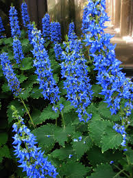 Image result for Coleus thyrsoideus