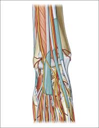 It is directed medialward as a double layer, one lamina passing in front of,. Disorders Of The Ankle And Foot Anterior Radiology Key