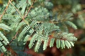Image result for Caesalpinia rostrata