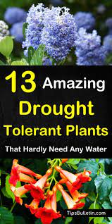 Shop.alwaysreview.com has been visited by 1m+ users in the past month 13 Amazing Drought Tolerant Plants That Hardly Need Any Water