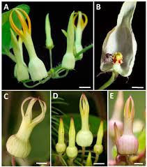 Image result for Ceropegia racemosa