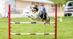 Das intelligente zuhause von anfang an smart geplant. Agility Der Hundesport Mit Parcours Edogs De Magazin
