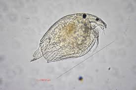 Image result for Alinula sp.