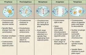 Check spelling or type a new query. Mitosis And Its Stages In Order Prophase Metaphase Anaphase And Telophase Jotscroll