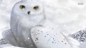White Owl Wallpaper Hd 4 With Images Owl Wallpaper Owl Images Owl