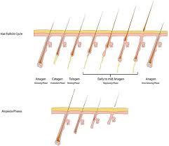 the life cycle of a hair and electrolysis laser hair removal