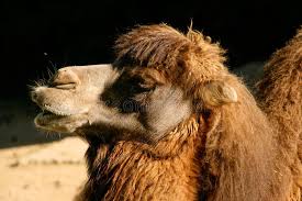 For example it can increase its body temp by a few degrees than the surrounding air, so that it remains cool. 1 741 Camel Eyes Photos Free Royalty Free Stock Photos From Dreamstime