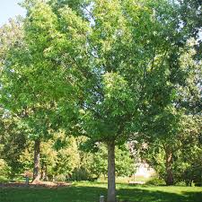 Rather they are congregated in groups of trees called copses. Buy Affordable White Oak Trees At Our Online Nursery Arbor Day Foundation Buy Trees Rain Forest Friendly Coffee Greeting Cards That Plant Trees Memorials And Celebrations With Trees And More