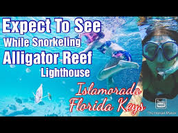 This spot is located out on the barrier reef, and the snorkeling grounds are located around and under an old lighthouse tower that marks the shallow reef. What To Expect To See Snorkeling At Alligator Reef Lighthouse In Islamorada Youtube