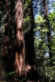 Hendy Woods State Park 7 4 18 Redwoods Mendocino Trees State Parks Park Tree