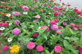 Jun 28, 2021 · nothing can ruin the beauty of a lovely flower vine faster than a parade of little, black ants crawling all over the blossoms, and the same goes for your other flowers and vegetables. Why You Should Plant Flowers Alongside Vegetables