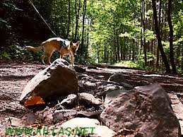 Iserlohn Stadtwald Hund Schaferhund Leine Safetyfirst Sauerland Schaferhunde Sauerland Hunde